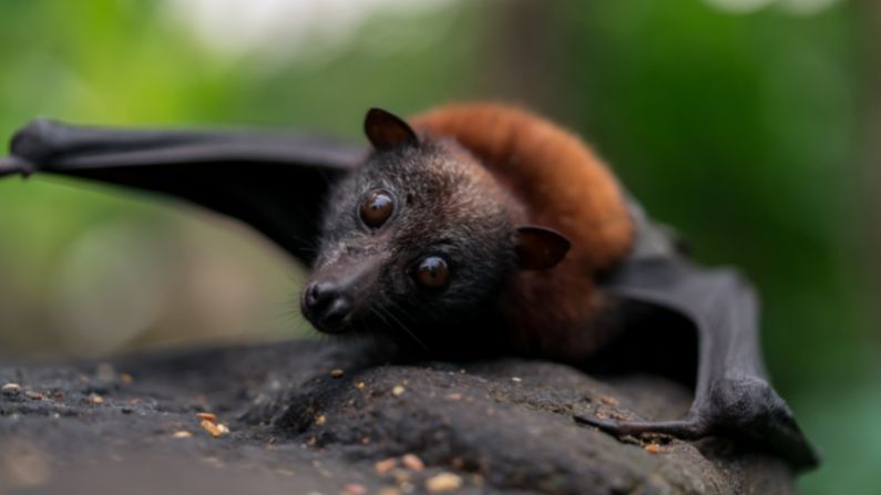 Flying-foxes in decline — we’re taking action!