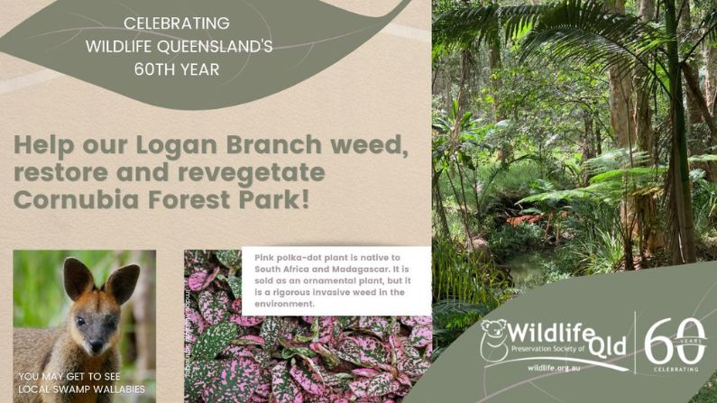 Community Field Day with Wildlife Queensland Logan Branch