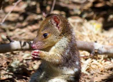 Quolls in the Mary River Catchment Project