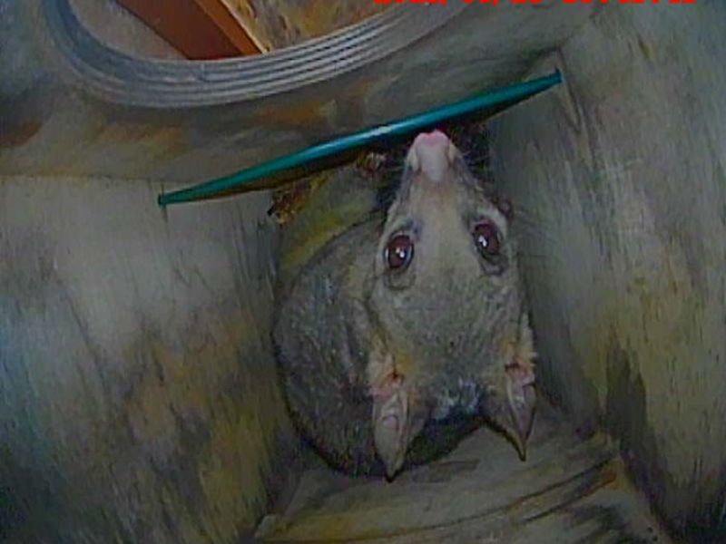 Possum in nest box