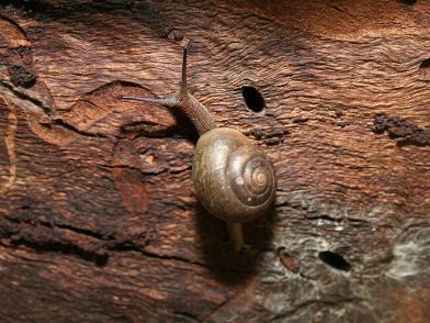 Boggomoss Snail