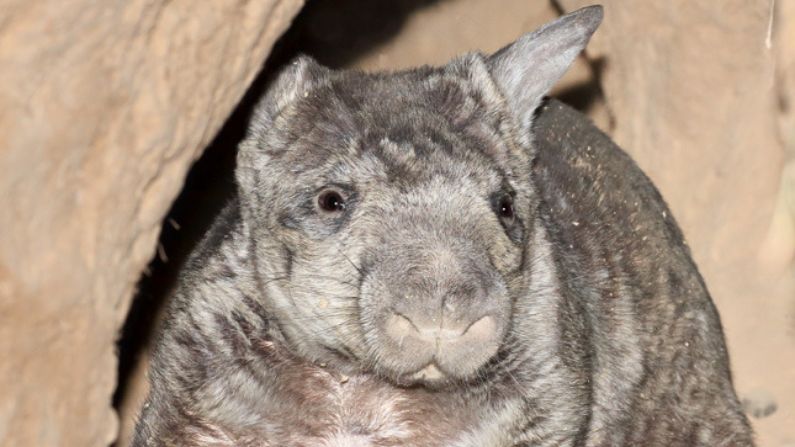 Northern hairy-nosed wombat - Wildlife Preservation Society of Queensland