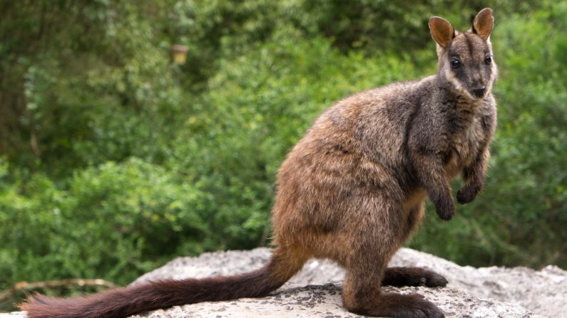 Understanding brush-tailed rock-wallaby populations in Logan