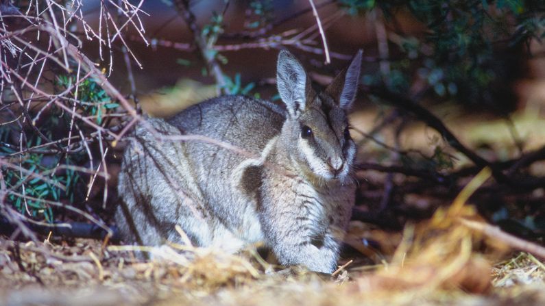Bridled nailtail wallaby