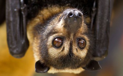 Wildlife Queensland opposes relocation of endangered spectacled flying fox colony at Cairns City Library