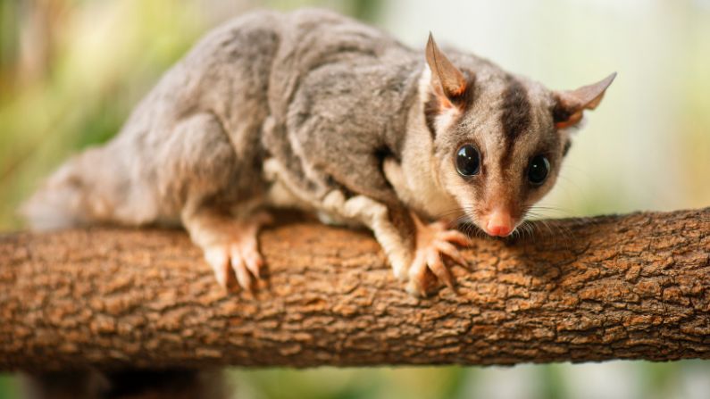 Wildlife Queensland champions the conservation of squirrel gliders