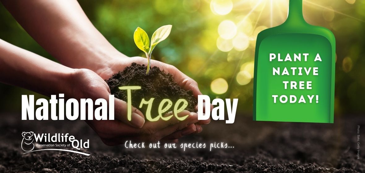 Celebrating Trees on National Tree Day Wildlife Preservation Society