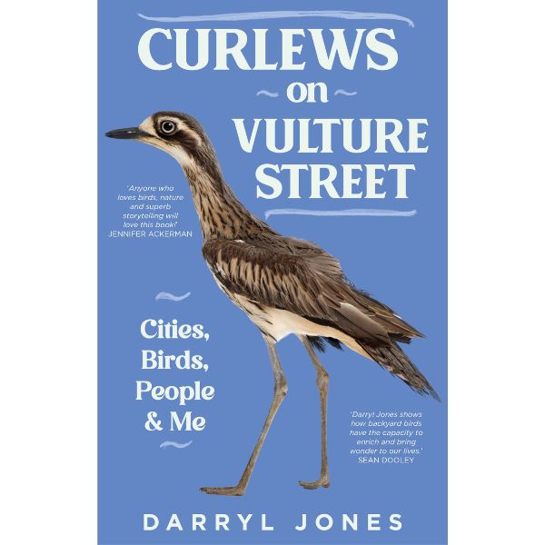Curlews on Vulture Street