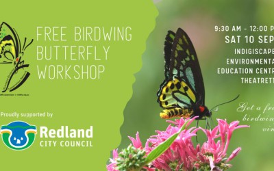 Wildlife Queensland’s Richmond Birdwing Conservation Network works with Redland City Council to bring back the Birdwing