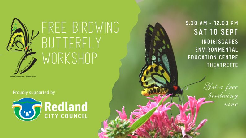 Wildlife Queensland’s Richmond Birdwing Conservation Network works with Redland City Council to bring back the Birdwing