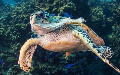 Stopping plastic pollution: Urgent focus for environment ministers at first meeting