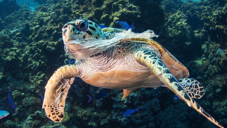 Turtle ingesting plastic