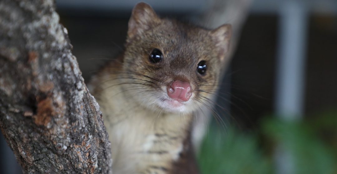 Crunchy the spotted-tailed quoll