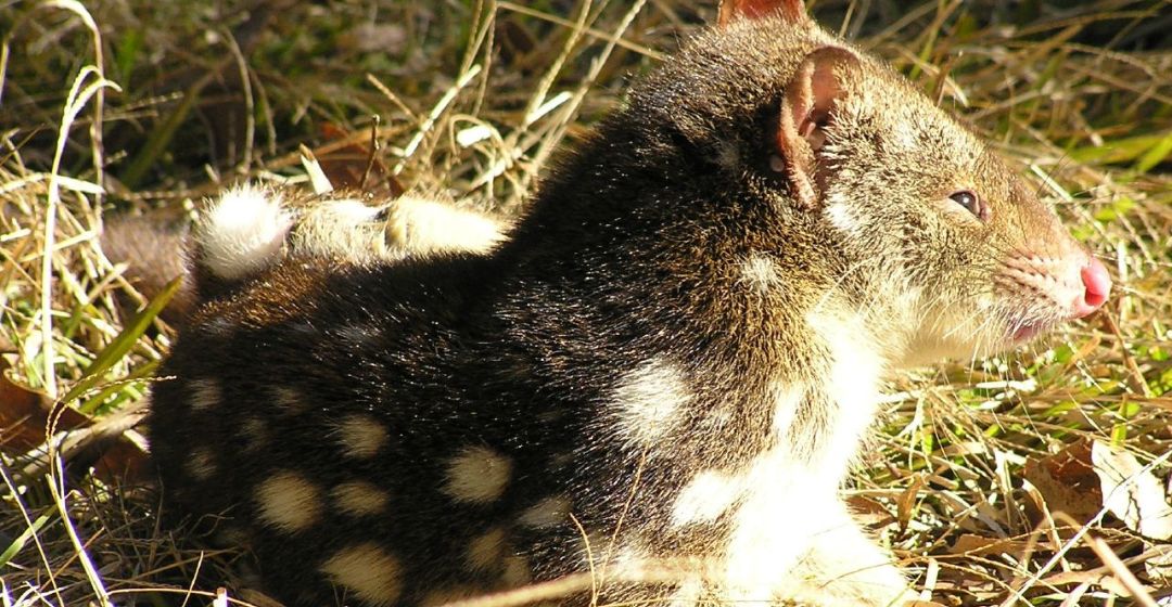 Spotted-tailed quoll