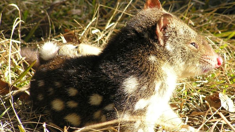 The search resumes for spotted-tailed quolls on the Sunshine Coast