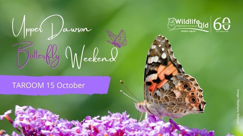 Dawson Valley Butterfly Weekend, Taroom
