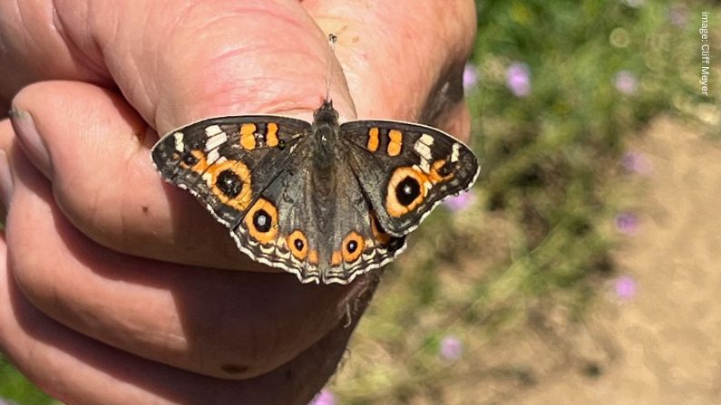 Dawson Valley Butterfly Weekend a flying success!