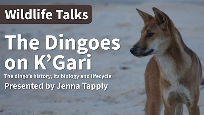 Free Wildlife Talk: The Dingoes on K’Gari — USC Hervey Bay