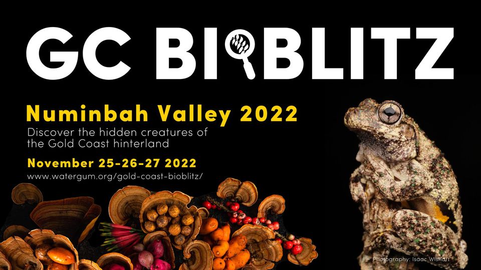 Gold Coast BioBlitz 2022 – Numinbah Valley