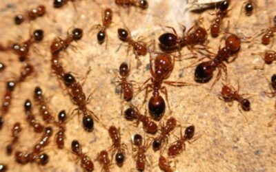 Fighting fire ants in Ipswich with free bait