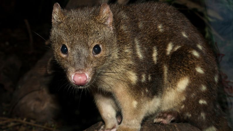 NaturallyGC Quolls — Saving our Special Spotties