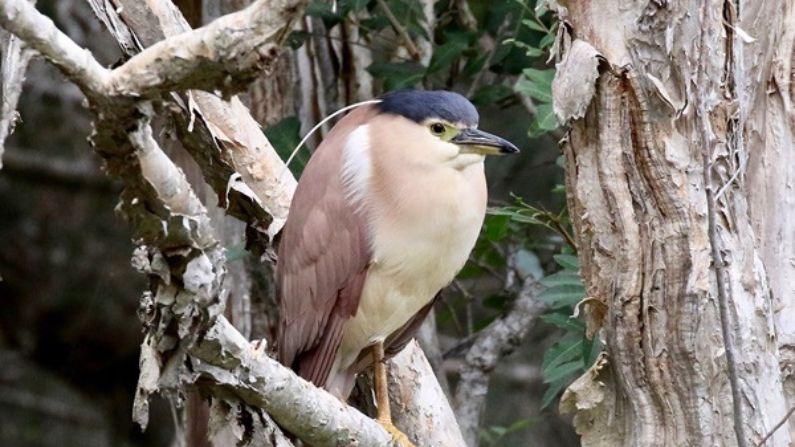 Wildlife Talk — DVD Birdlife of Arkarra Lagoons — Maryborough Library