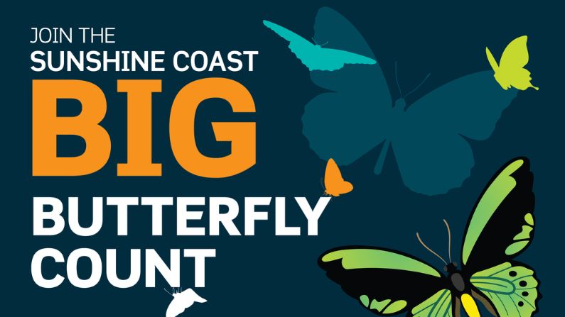 Sunshine Coast Big Butterfly Count