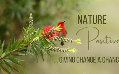 Wildlife Queensland’s initial thoughts on the Nature Positive Plan