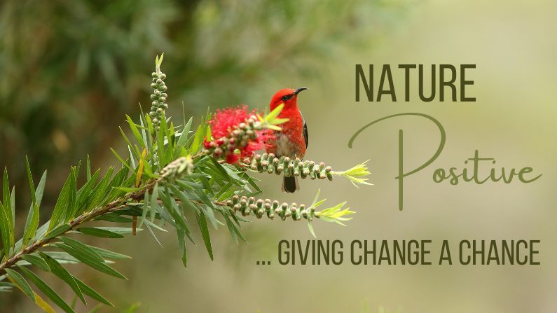Wildlife Queensland’s initial thoughts on the Nature Positive Plan