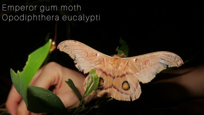 Summer Solstice Stroll and Moth Monitoring