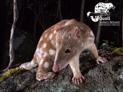 Report a quoll sighting