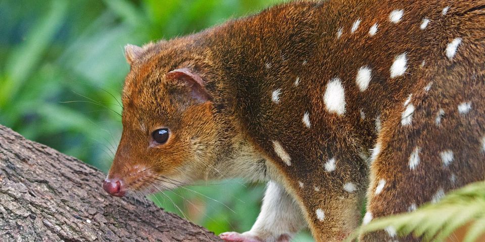 spotted-tailed quoll