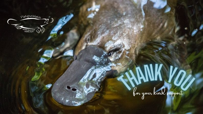 Platypus Christmas appeal wrap-up