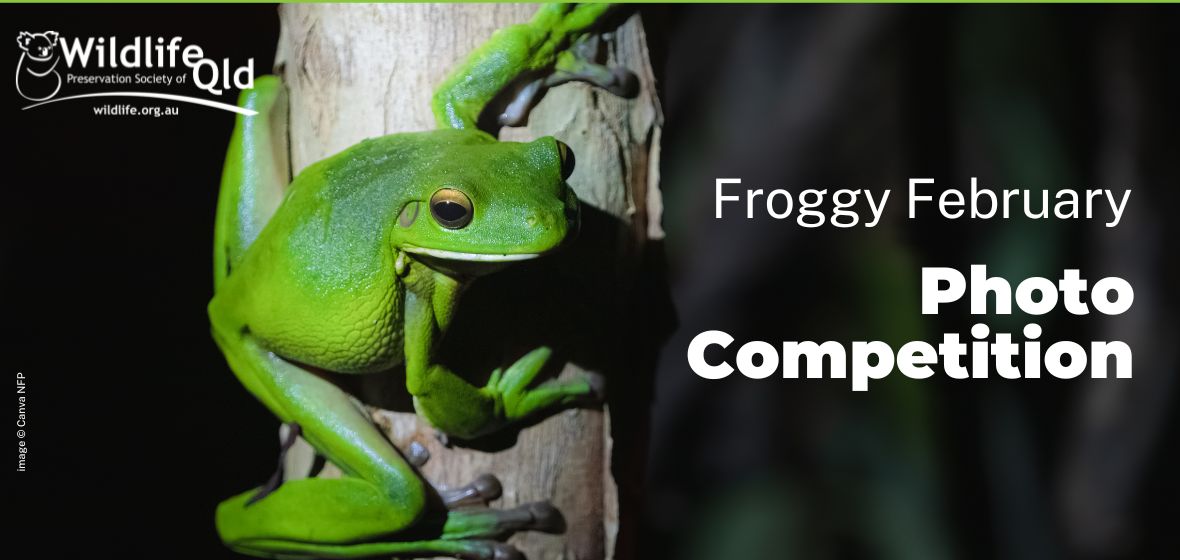 Froggy February Photo Competition