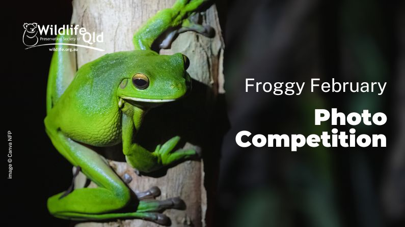 Wildlife Queensland’s Froggy February photo competition is now open, with great prizes up for grabs!