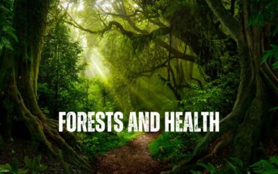 Celebrating healthy forests and healthy people this International Day of Forests 2023