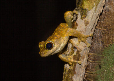Kuranda tree frog