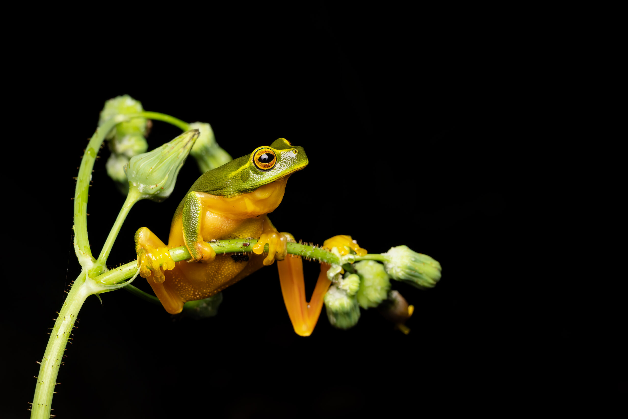 Graceful tree frog