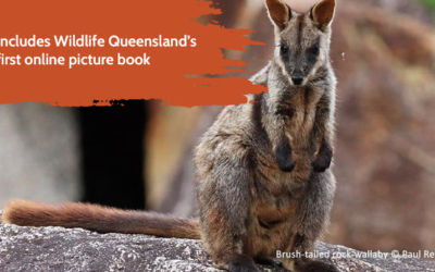 Brush-tailed Rock-wallaby Recovery in SEQ project update
