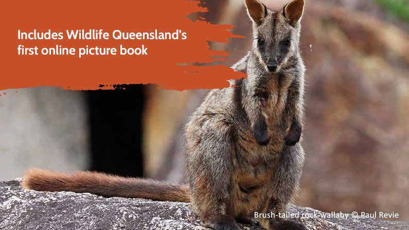 Brush-tailed Rock-wallaby Recovery in SEQ project update