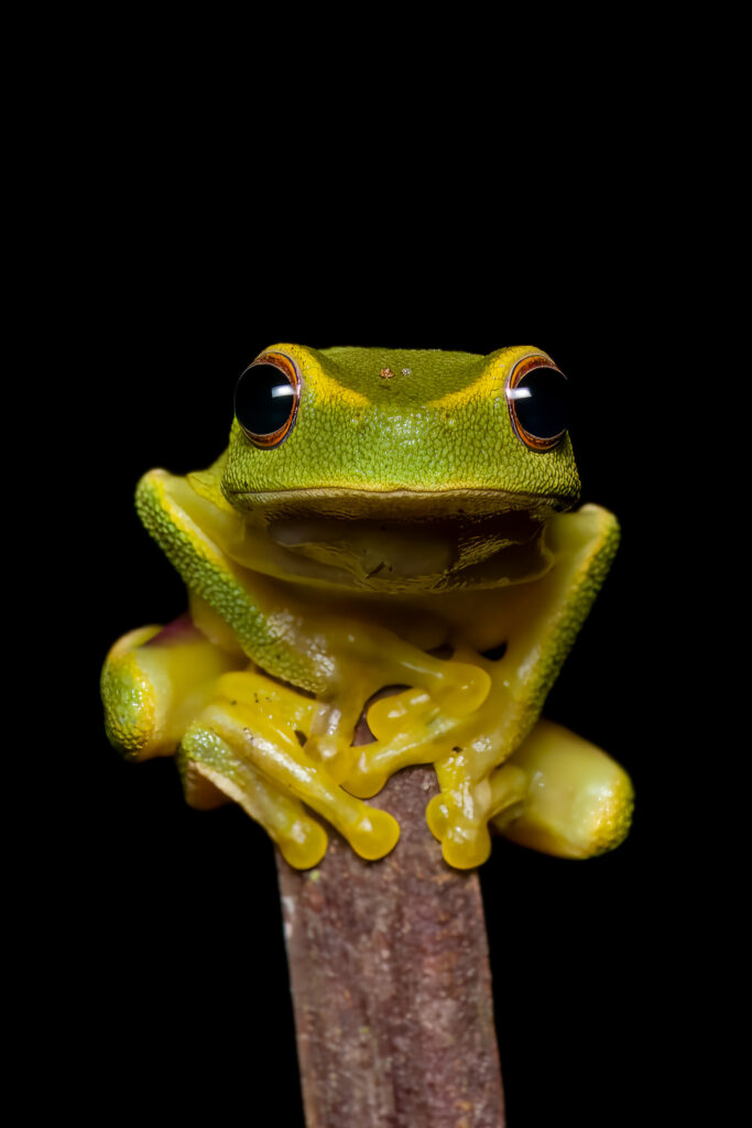 Graceful tree frog