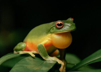 Orange-thighed tree frog