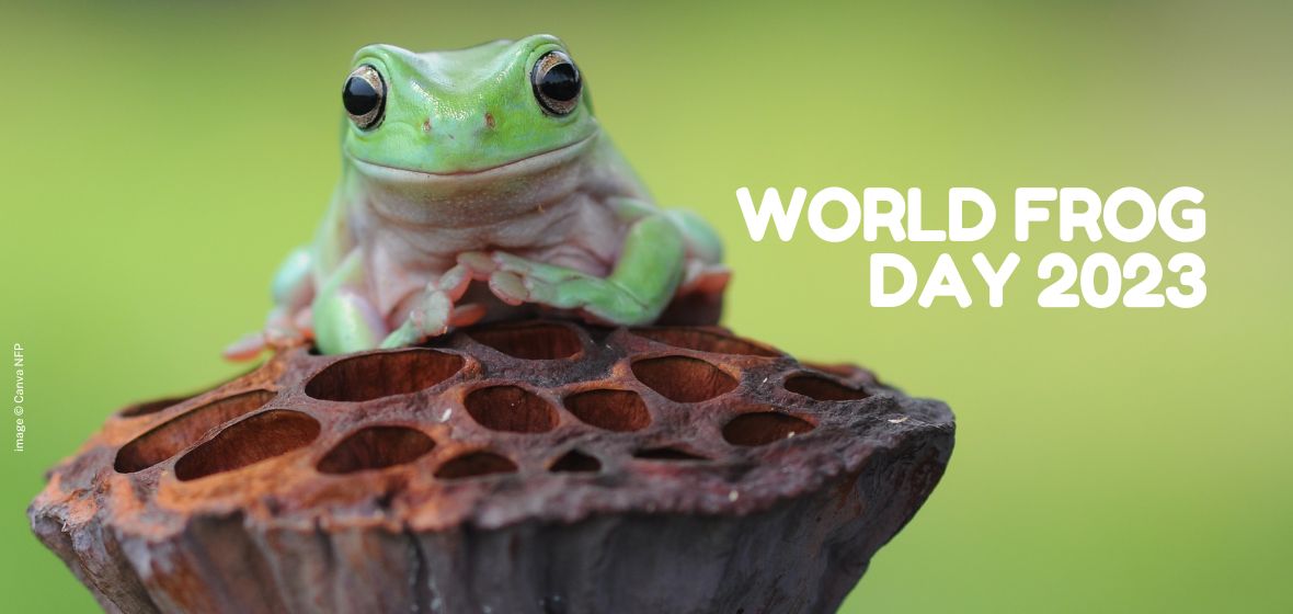 World Frog Day 2023