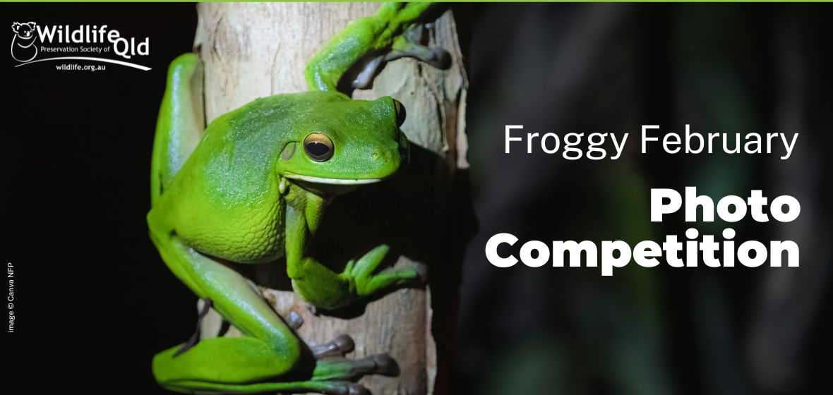 Wildlife Queensland Froggy February Photo Competition