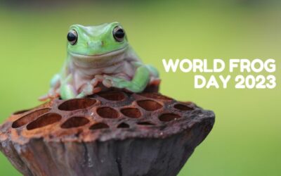 It’s good to be green! Celebrating World Frog Day 2023