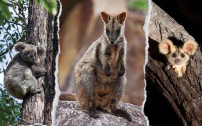 The state of threatened species management in Queensland