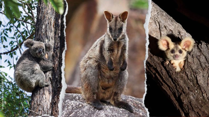 The state of threatened species management in Queensland