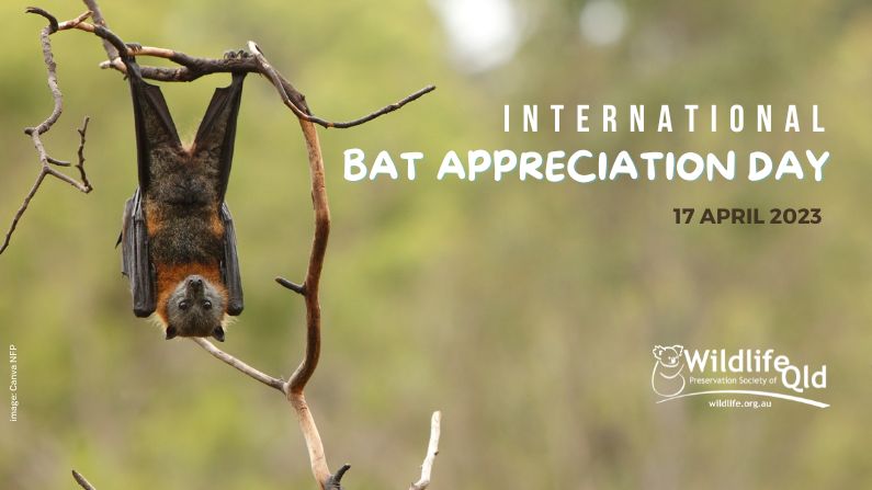 Supporting bat conservation and rescue this Bat Appreciation Day