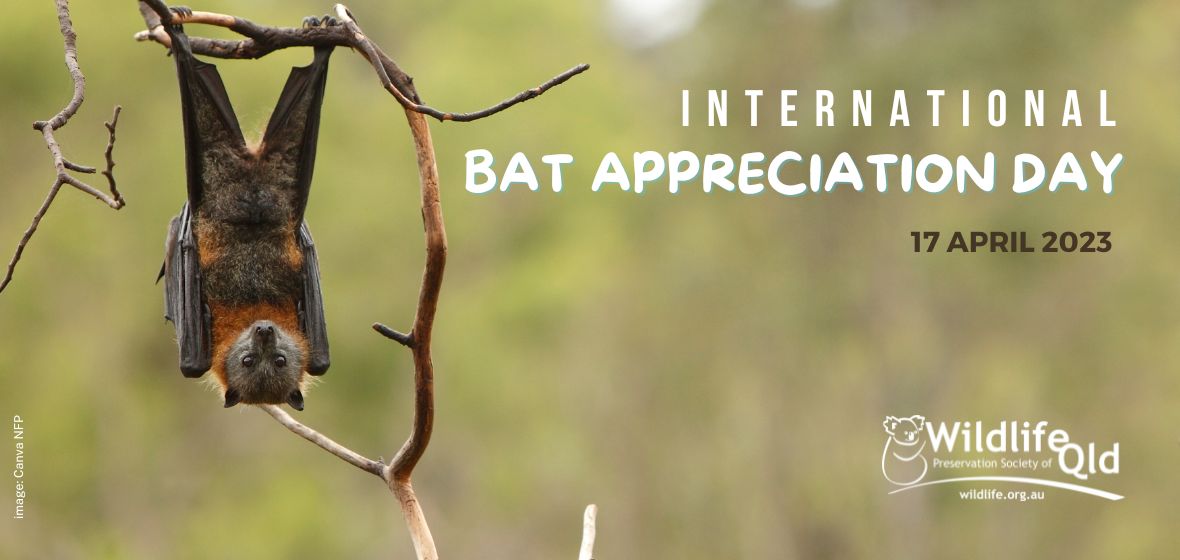 Bat Appreciation Day 2023