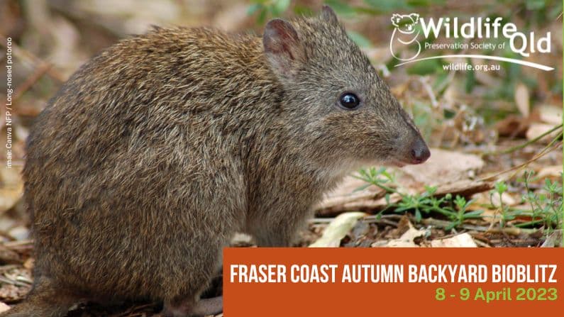 Wildlife Queensland Fraser Coast Backyard Bioblitz — Autumn 2023